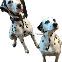 Peter, a male Dalmatian for sale in Groveton, TX – Photo 4 of 5