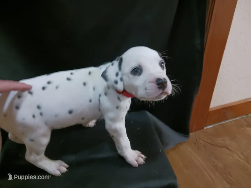 Rosaline's Girl Pink