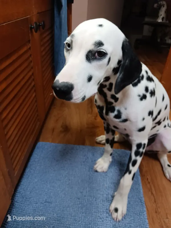 Rosaline' Purple Girl – Dalmatian puppy for sale in Groveton, TX