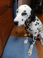 Rosaline' Purple Girl, a female Dalmatian for sale in Groveton, TX – 1 of 5