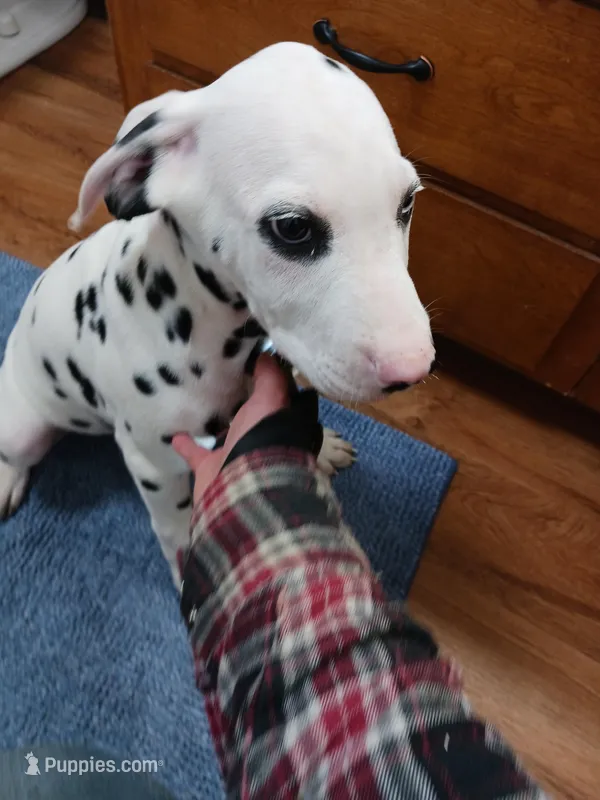 Rosaline Boy Royal Blue eyed – Dalmatian puppy for sale in Groveton, TX
