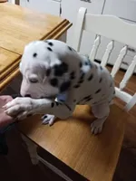 Rosaline Boy Royal Blue eyed, a male Dalmatian for sale in Groveton, TX – Photo 2 of 4