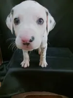 Rosaline Boy Royal Blue, a male Dalmatian for sale in Groveton, TX – Photo 2 of 2