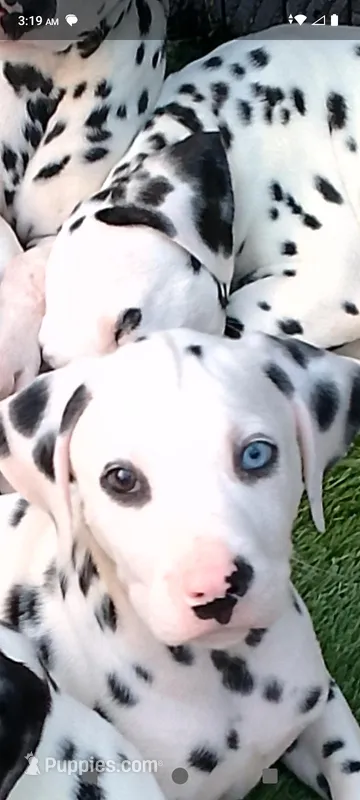 Rosaline Boy Royal Blue eyed – Dalmatian puppy for sale in Groveton, TX