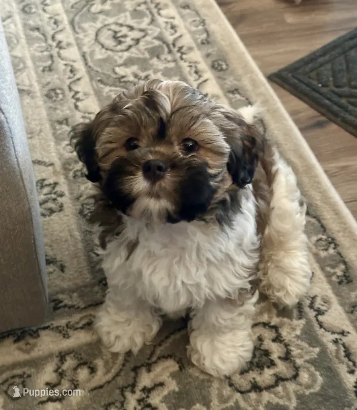 Luke-shorkie – Shih Tzu, Yorkshire Terrier puppy for sale in Arlington, KY