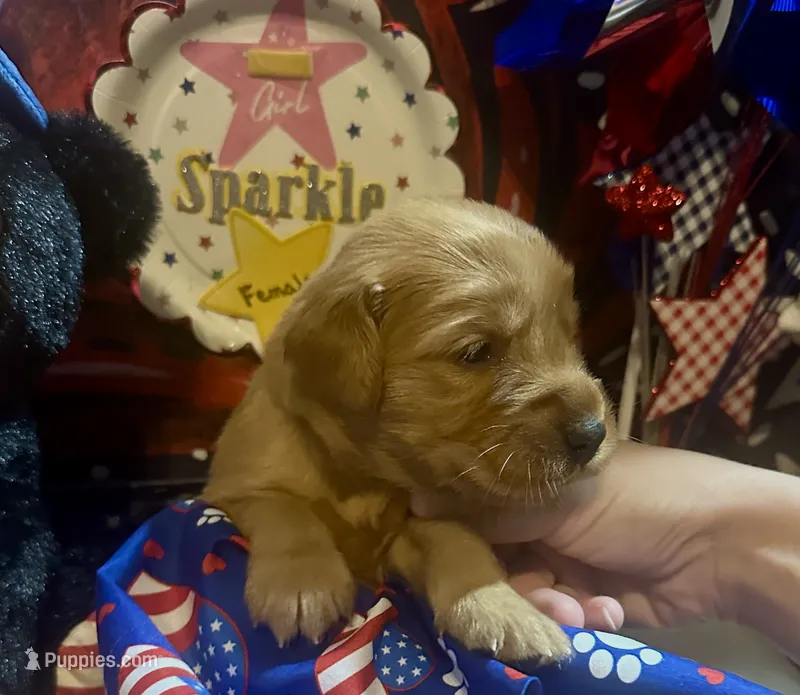 AKC Sparkle – Golden Retriever puppy for sale in Arlington, KY