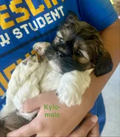 Kylo, a male Yorkshire Terrier and Shorkie for sale in Arlington, KY – 5 of 10