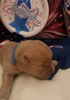 AKC Rocket, a male Golden Retriever for sale in Arlington, KY – 2 of 6