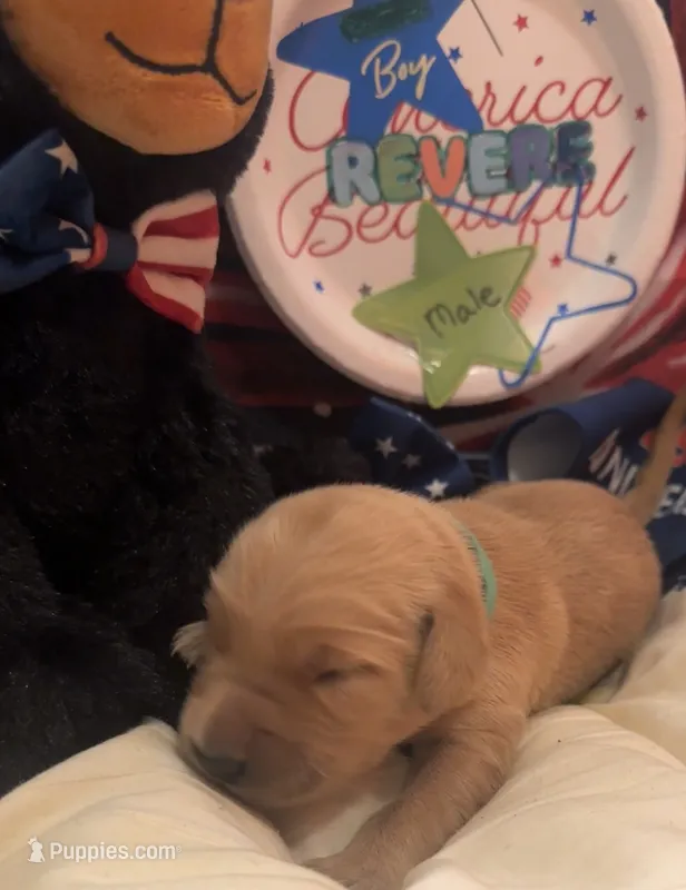 AKC Revere – Golden Retriever puppy for sale in Arlington, KY