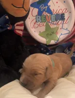 AKC Revere, a male Golden Retriever for sale in Arlington, KY – 1 of 6