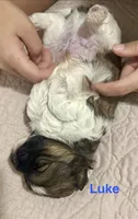 Luke, a male Shih Tzu and Yorkshire Terrier for sale in Arlington, KY – 7 of 10