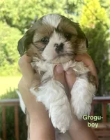 Grogu, a male Yorkshire Terrier and Shorkie for sale in Arlington, KY – 4 of 10