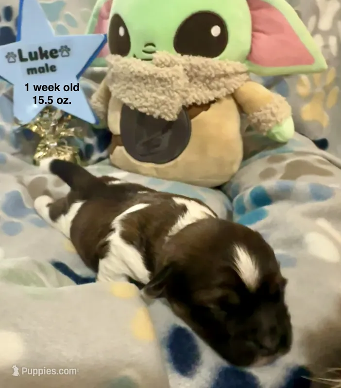 Luke – Shih Tzu, Shorkie puppy for sale in Arlington, KY