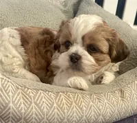 Wrey, a female Shih Tzu and Shorkie for sale in Arlington, KY – 8 of 10