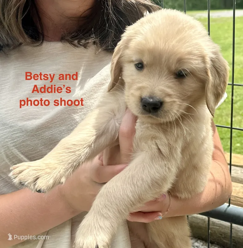 AKC Betsy – Golden Retriever puppy for sale in Arlington, KY