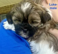 Luke, a male Yorkshire Terrier and Shorkie for sale in Arlington, KY – 7 of 10