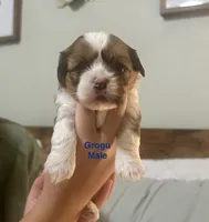 Grogu, a male Shih Tzu and Shorkie for sale in Arlington, KY – 7 of 10