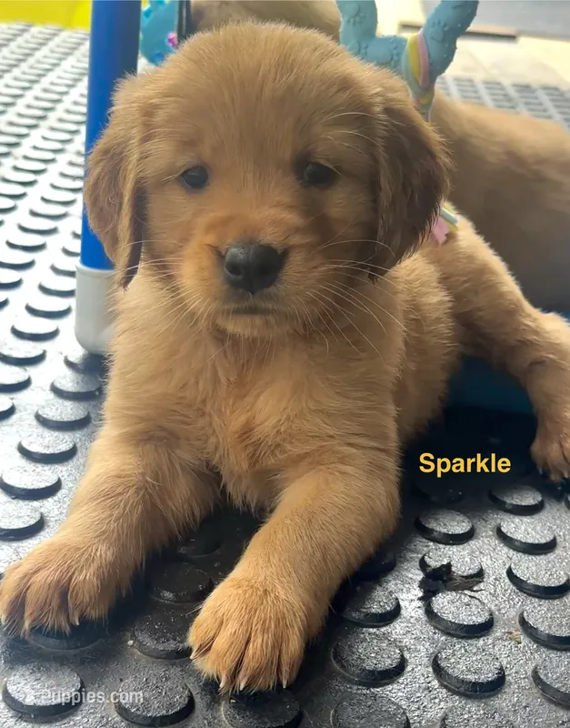 AKC Sparkle – Golden Retriever puppy for sale in Arlington, KY