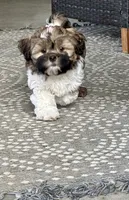 Luke-shorkie, a male Shih Tzu and Yorkshire Terrier for sale in Arlington, KY – 10 of 10