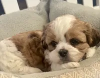Wrey, a female Shih Tzu and Shorkie for sale in Arlington, KY – 6 of 10