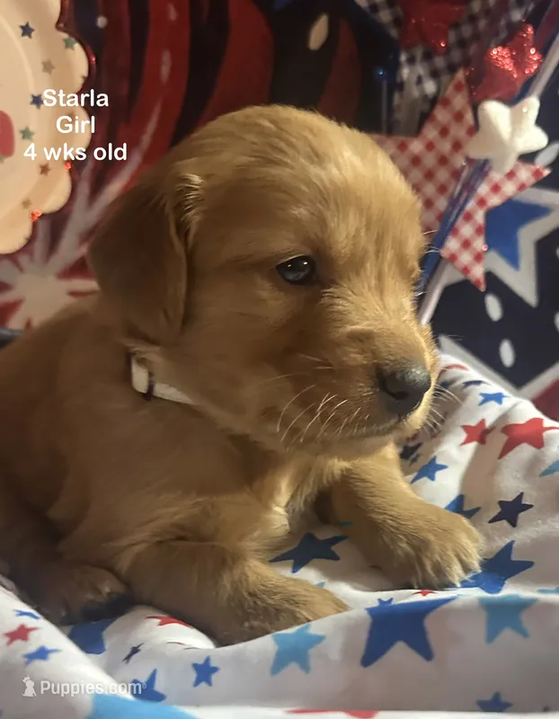 AKC Starla – Golden Retriever puppy for sale in Arlington, KY