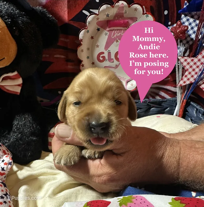 AKC Glory – Golden Retriever puppy on hold in Arlington, KY