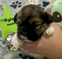 Kylo, a male Shih Tzu and Yorkshire Terrier for sale in Arlington, KY – 7 of 10