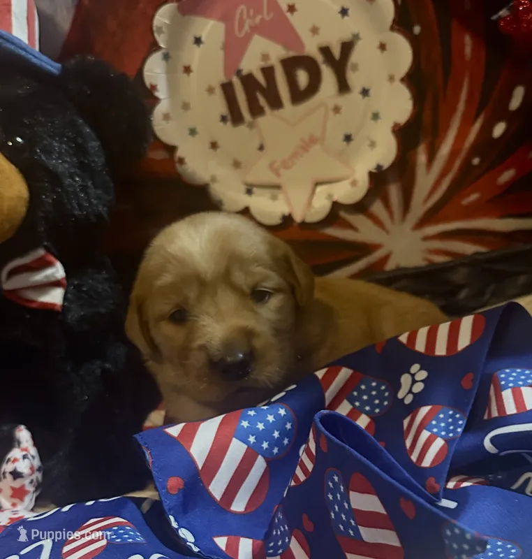 AKC Indy – Golden Retriever puppy for sale in Arlington, KY