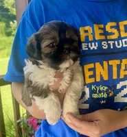 Kylo, a male Yorkshire Terrier and Shorkie for sale in Arlington, KY – 1 of 10