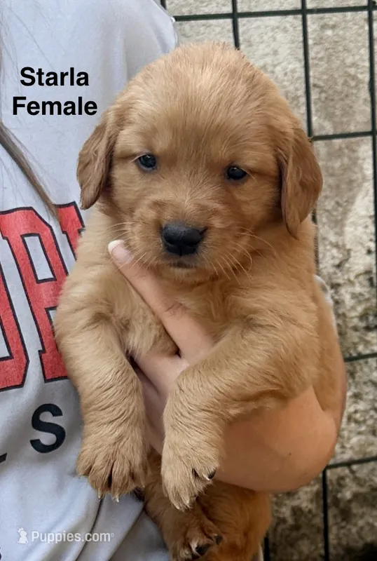AKC Starla – Golden Retriever puppy for sale in Arlington, KY