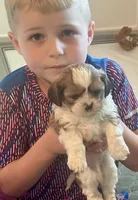 Grogu, a male Shih Tzu and Shorkie for sale in Arlington, KY – 10 of 10