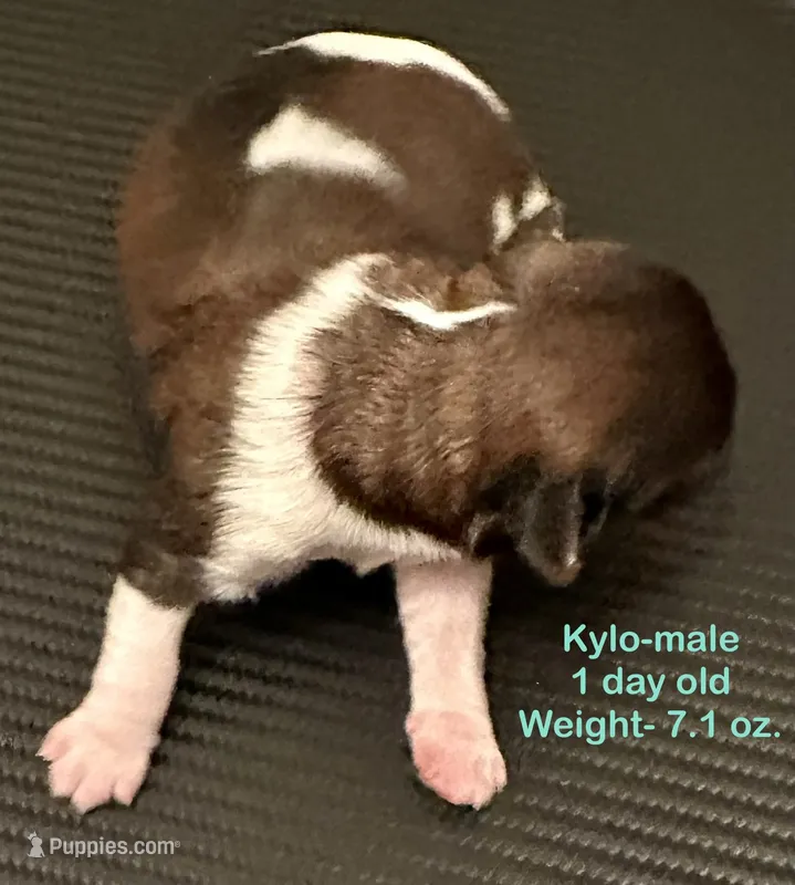 Kylo – Yorkshire Terrier, Shorkie puppy for sale in Arlington, KY