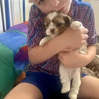 Grogu, a male Yorkshire Terrier and Shorkie for sale in Arlington, KY – 7 of 10