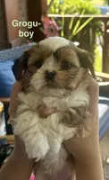 Grogu, a male Shih Tzu and Shorkie for sale in Arlington, KY – 7 of 10