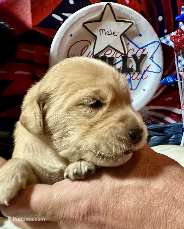 AKC Philly – Golden Retriever puppy for sale in Arlington, KY