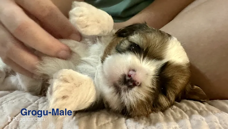 Grogu – Yorkshire Terrier, Shorkie puppy for sale in Arlington, KY