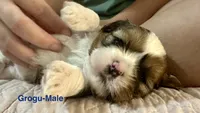 Grogu, a male Shih Tzu and Shorkie for sale in Arlington, KY – 4 of 10