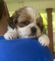 Wrey, a female Shih Tzu and Shorkie for sale in Arlington, KY – 9 of 10