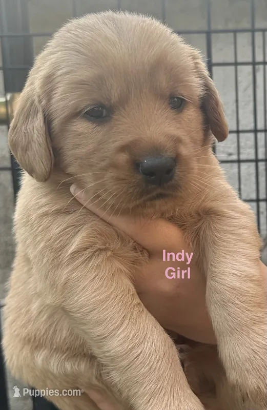 AKC Indy – Golden Retriever puppy for sale in Arlington, KY