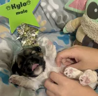 Kylo, a male Shih Tzu and Yorkshire Terrier for sale in Arlington, KY – 8 of 10