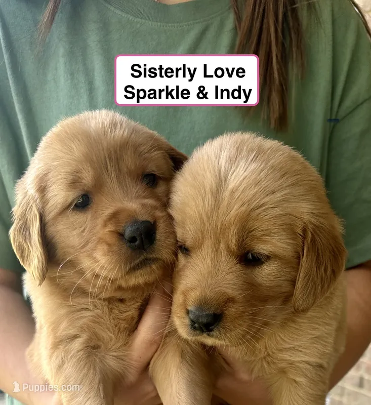 AKC Glory – Golden Retriever puppy for sale in Arlington, KY