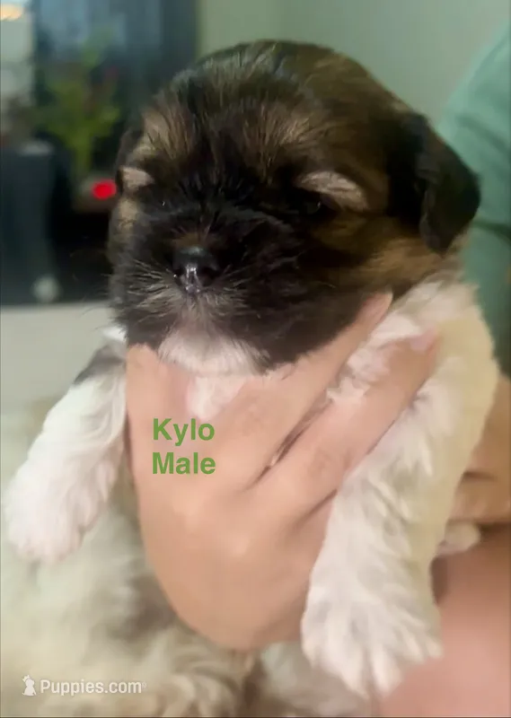 Kylo – Shih Tzu, Shorkie puppy for sale in Arlington, KY