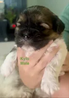 Kylo, a male Shih Tzu and Yorkshire Terrier for sale in Arlington, KY – 3 of 10