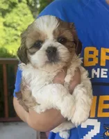 Wrey, a female Shih Tzu and Shorkie for sale in Arlington, KY – 3 of 10