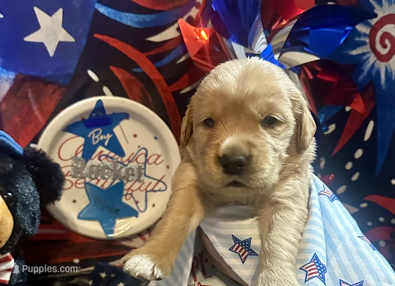 AKC Rocket – Golden Retriever puppy for sale in Arlington, KY