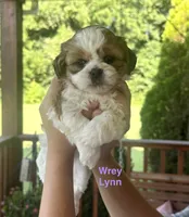 Wrey, a female Shih Tzu and Shorkie for sale in Arlington, KY – 2 of 10
