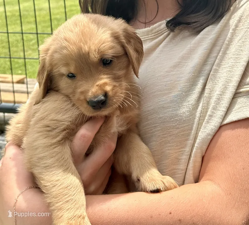 AKC Starla – Golden Retriever puppy for sale in Arlington, KY