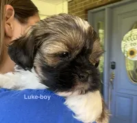 Luke, a male Yorkshire Terrier and Shorkie for sale in Arlington, KY – 3 of 10
