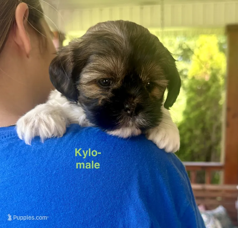 Kylo – Shih Tzu, Yorkshire Terrier puppy for sale in Arlington, KY