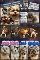 Luke, a male Shih Tzu and Shorkie for sale in Arlington, KY – 2 of 6